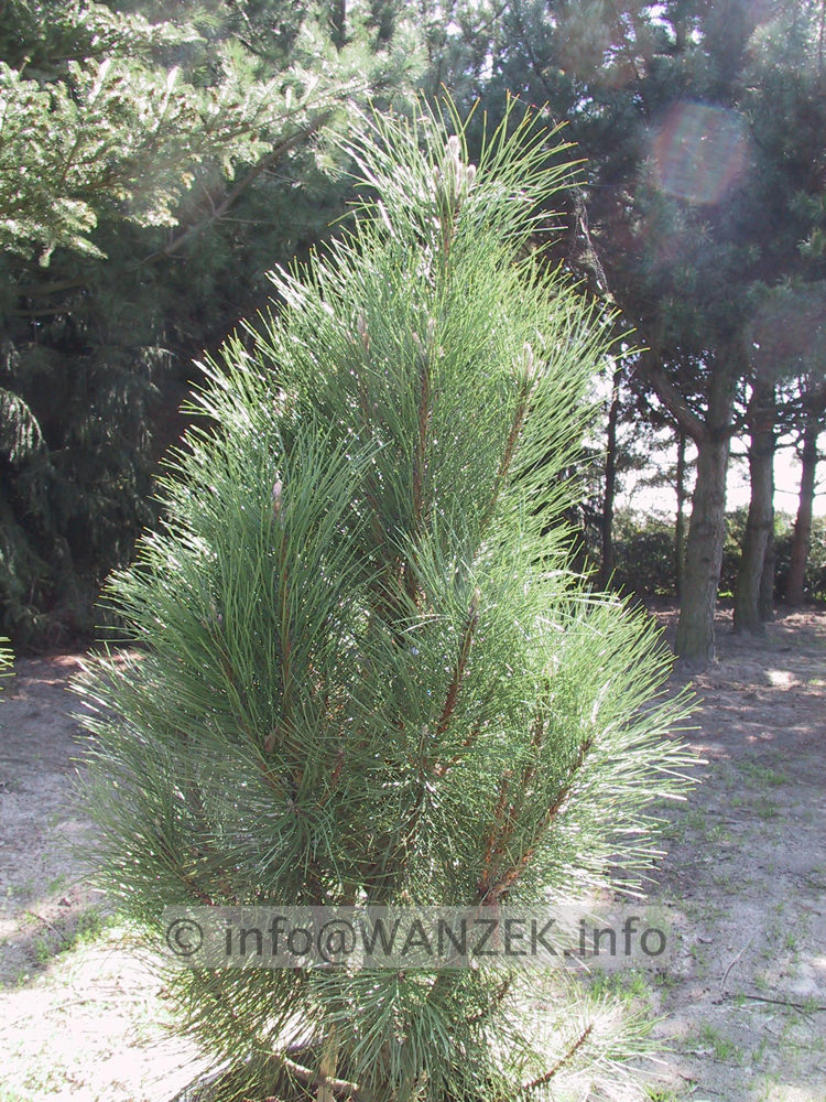 Pinus nigra Fastigiata.JPG